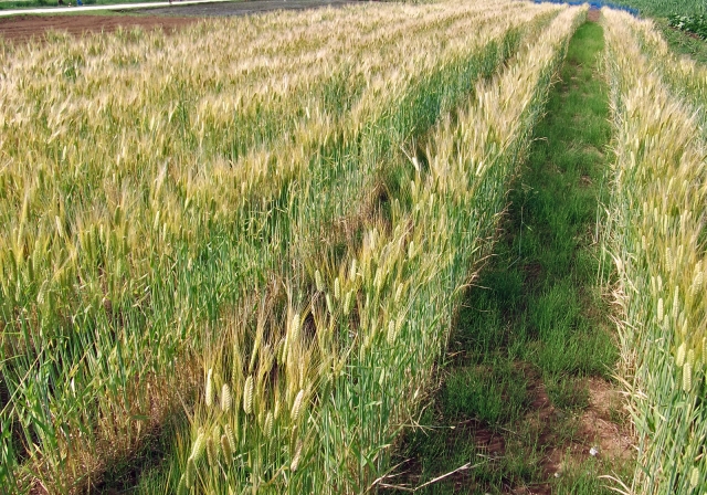 麦秀の嘆とは 読み方や意味 由来となった話について 茶山 さやま の関心事セット
